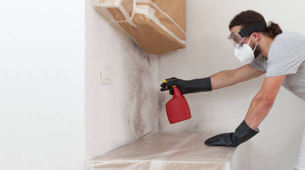 Professional Mold Cleanup technician working in Little Falls, NY
