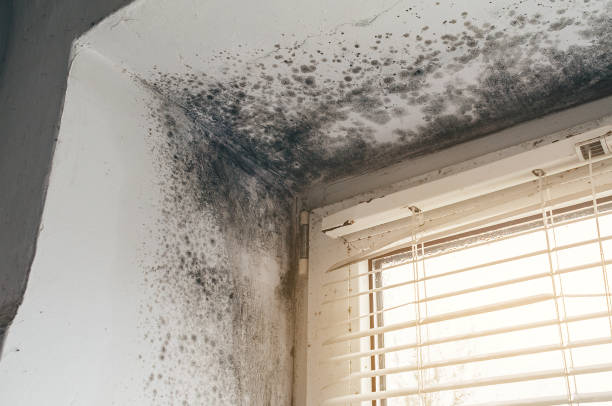 Affordable Mold Cleanup solutions in Little Falls, NY